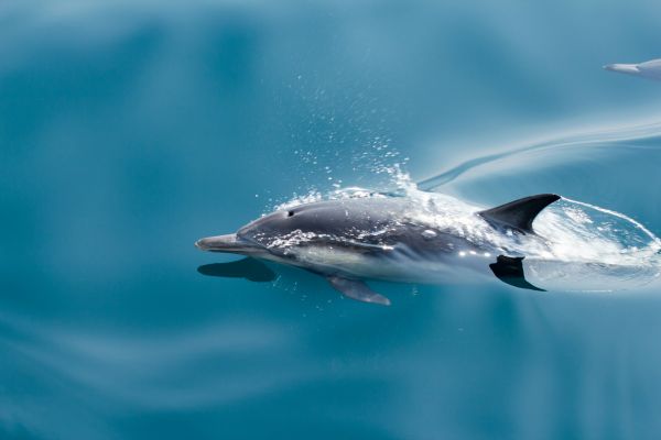 Top conseils pour profiter de l'observation des dauphins en mer